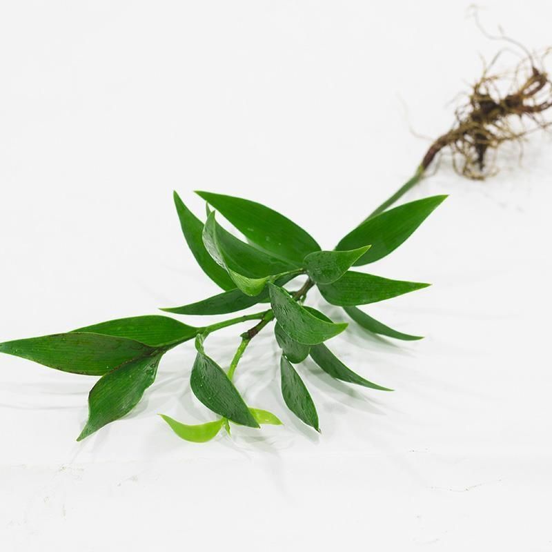 水培新宠竹柏盆栽驱蚊竹富贵竹水养植物室内客厅绿植花卉四季