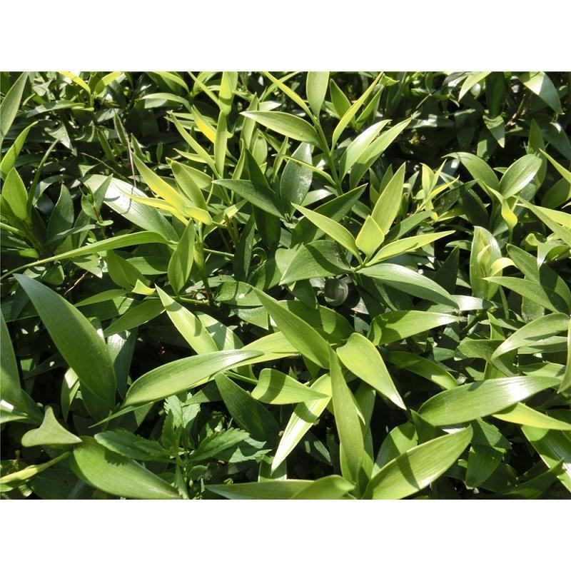 水培新宠竹柏盆栽驱蚊竹富贵竹水养植物室内客厅绿植花卉四季