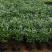 水培新宠竹柏盆栽驱蚊竹富贵竹水养植物室内客厅绿植花卉四季