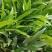 水培新宠竹柏盆栽驱蚊竹富贵竹水养植物室内客厅绿植花卉四季