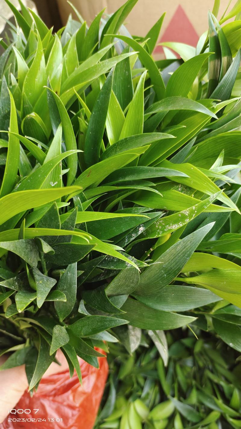 水培新宠竹柏盆栽驱蚊竹富贵竹水养植物室内客厅绿植花卉四季