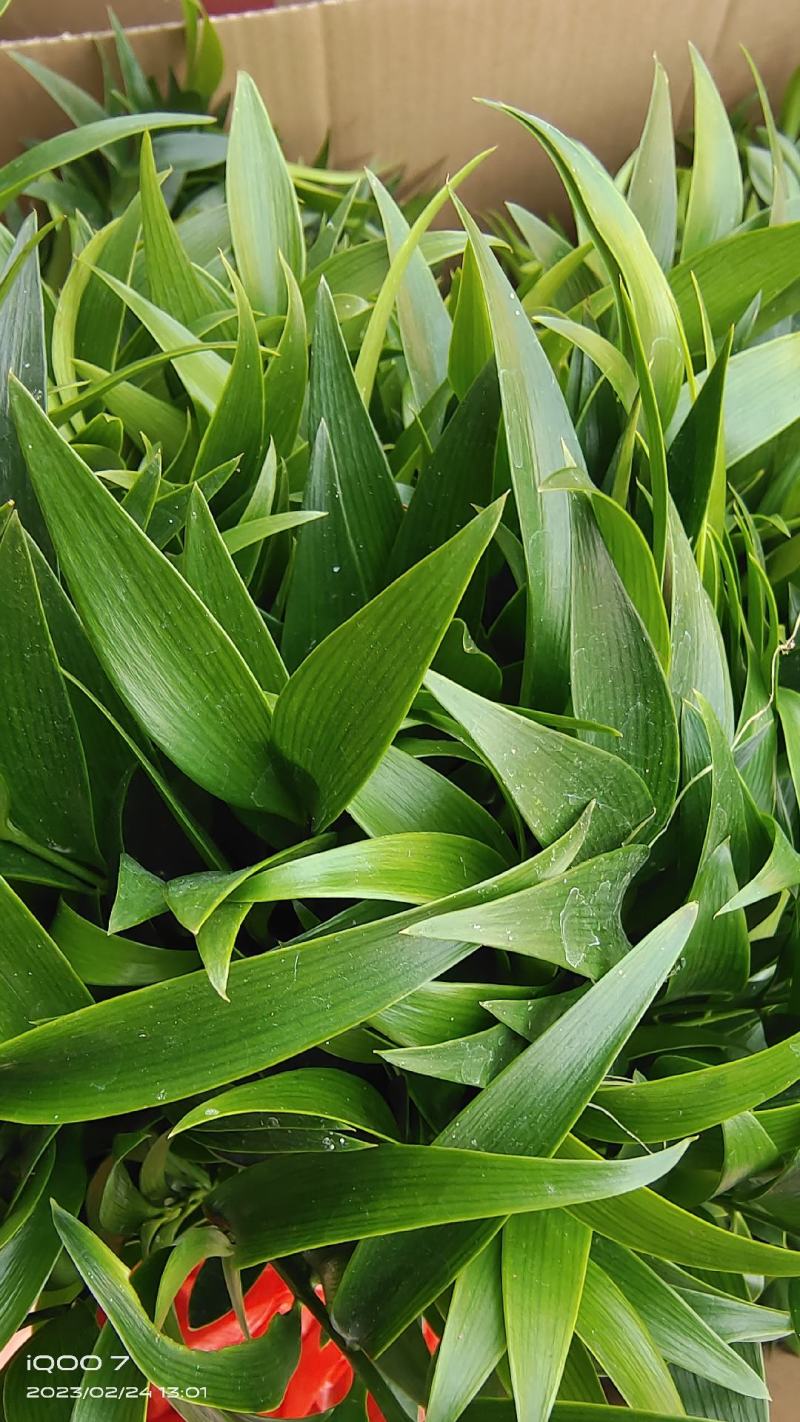 水培新宠竹柏盆栽驱蚊竹富贵竹水养植物室内客厅绿植花卉四季