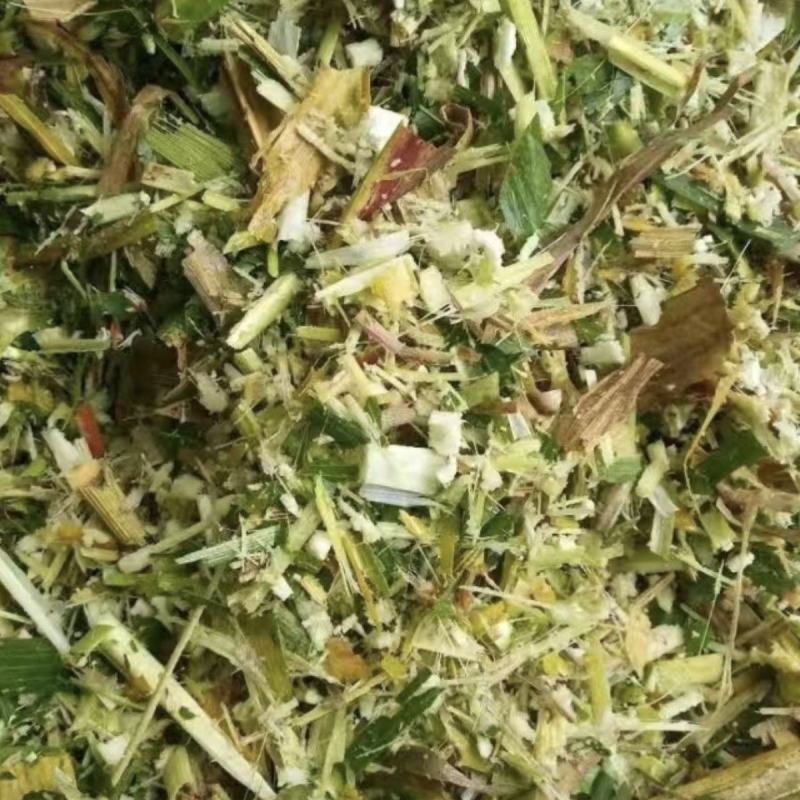 玉米青储玉米黄储玉米青储玉米秸秆发酵饲料