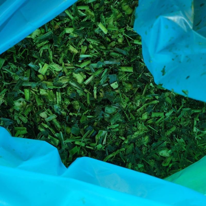 玉米青储玉米黄储玉米青储玉米秸秆发酵饲料
