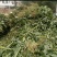 玉米青储玉米黄储玉米青储玉米秸秆发酵饲料
