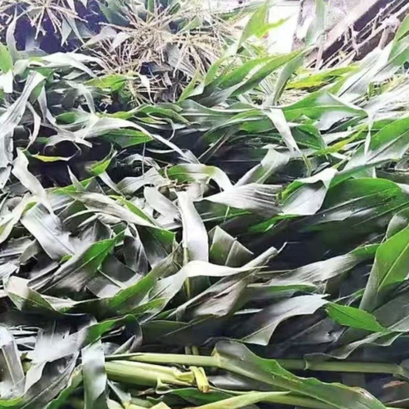 玉米青储玉米黄储玉米青储玉米秸秆发酵饲料