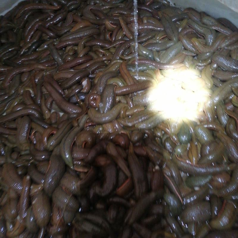 水蛭菲牛蛭鲜品一手货源，货源充足，静养时间长，