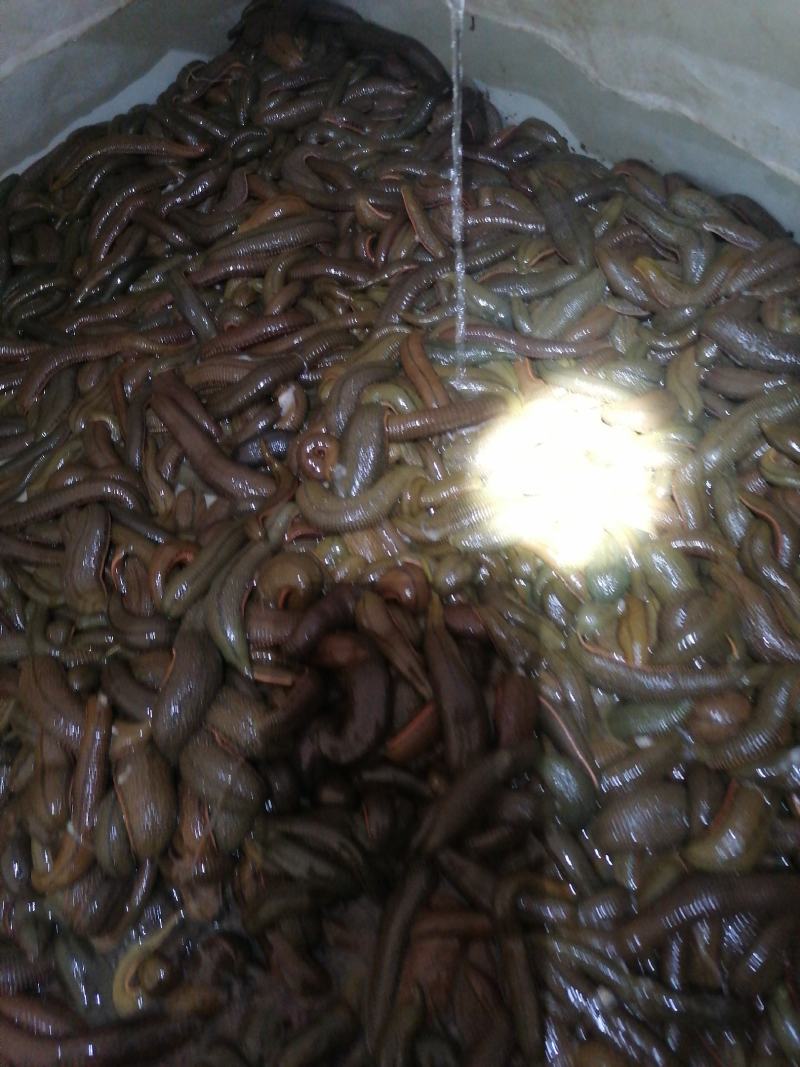 水蛭菲牛蛭鲜品一手货源，货源充足，静养时间长，