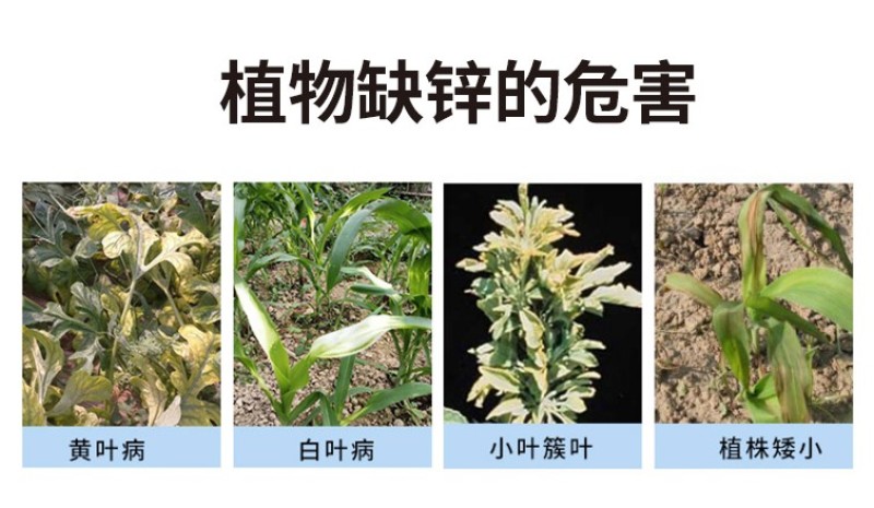 志信高锌补锌防病害普乐康锌肥叶面肥预防小叶钝化病毒