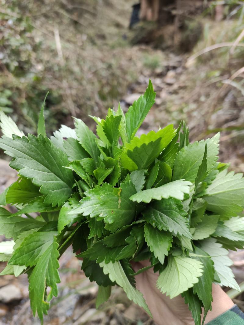 苦菜新鲜苦斋菜苦婆菜败酱草