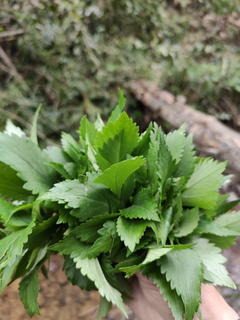 苦菜新鲜苦斋菜苦婆菜败酱草