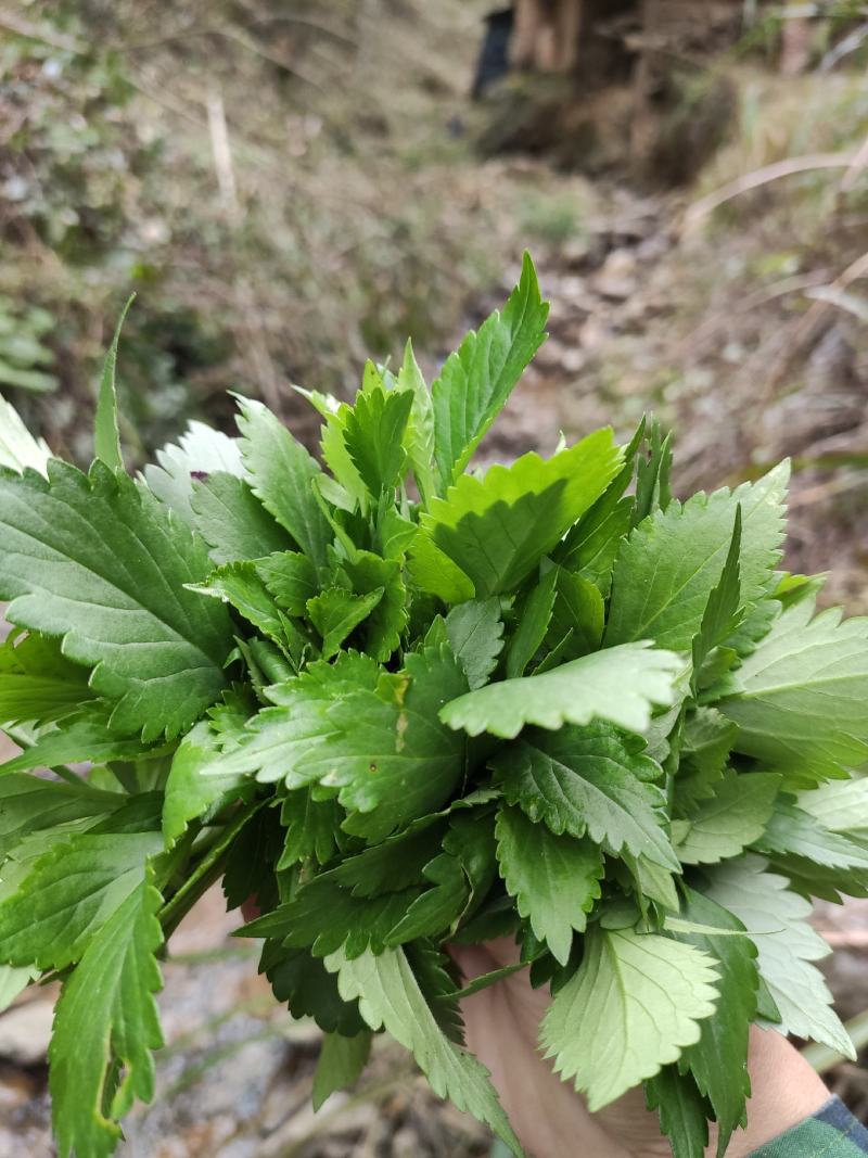 苦菜新鲜苦斋菜苦婆菜败酱草