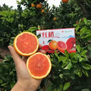 湖北秭归红橙，皮薄汁多，一手货源，可供超市，电商
