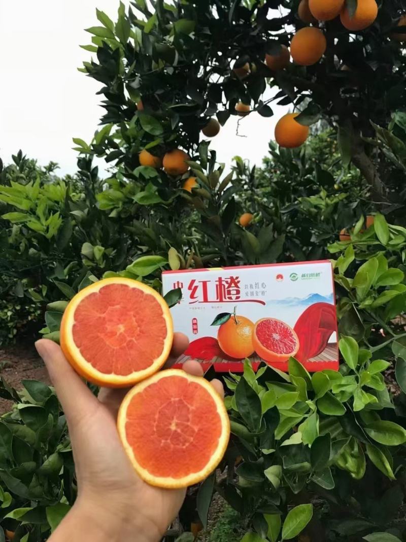 湖北秭归红橙，皮薄汁多，一手货源，可供超市，电商
