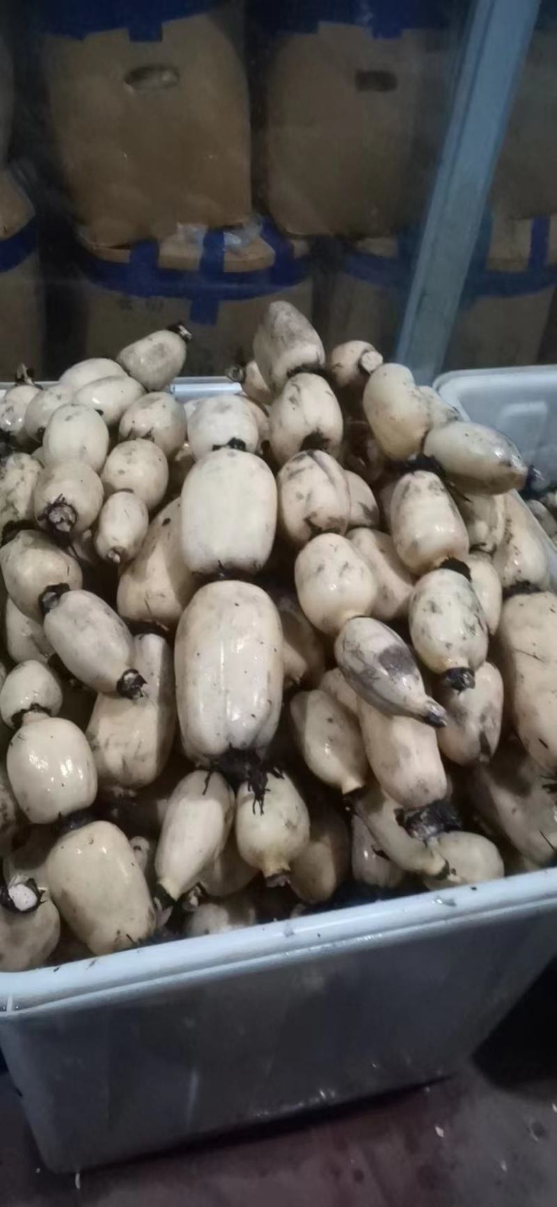 来哦，，新鲜，，莲藕，哦，有需要的可以联系我哦，，