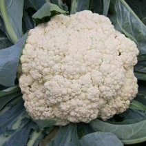 有机菜花苗，西蓝花苗甘蓝苗，耐寒产量高，穴盘苗，品种优良