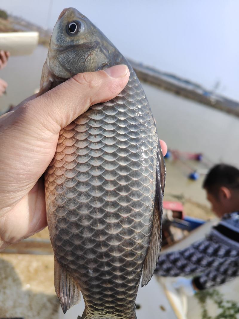 精品狂口银鲫，钓场专用