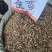 中药材广藿香野生藿香藿香佩兰泡茶中草药批发