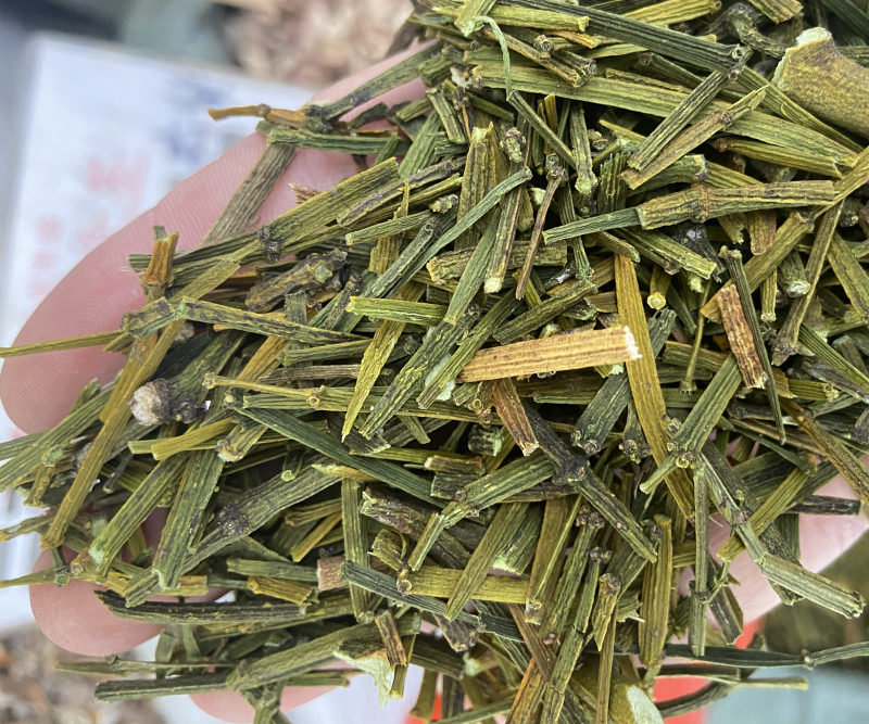 云南野生中药材桑寄生绿寄生深山野寄生寄生茶新鲜干货