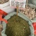 云南野生中药材桑寄生绿寄生深山野寄生寄生茶新鲜干货