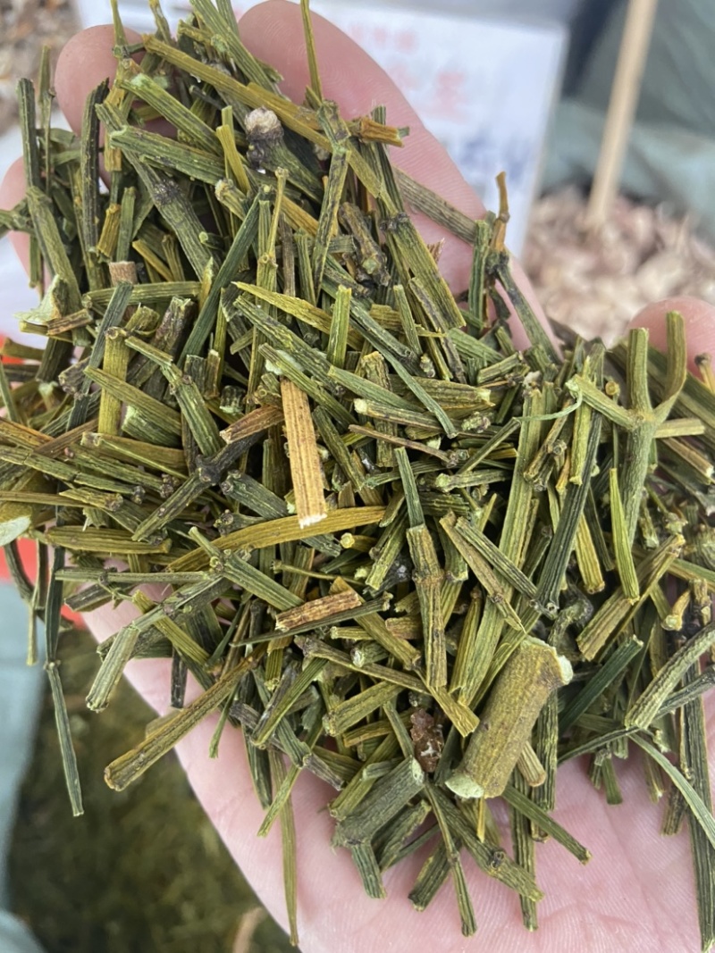 云南野生中药材桑寄生绿寄生深山野寄生寄生茶新鲜干货