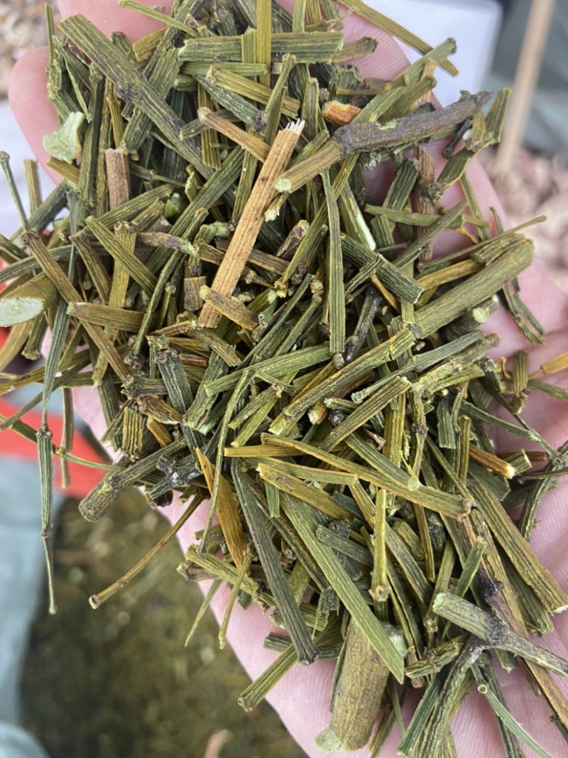 云南野生中药材桑寄生绿寄生深山野寄生寄生茶新鲜干货