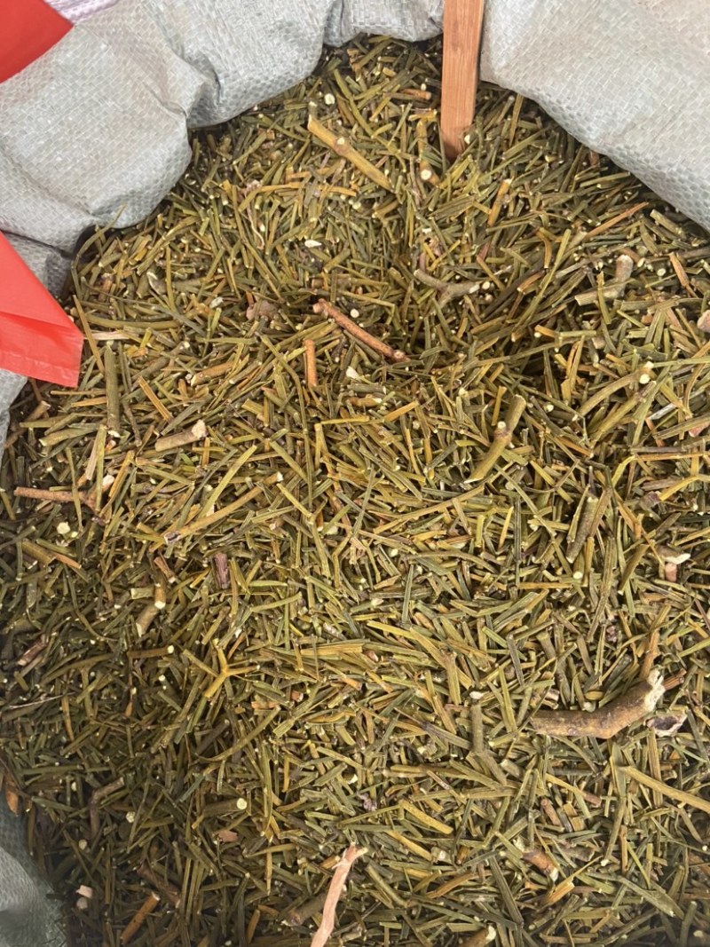 云南野生中药材桑寄生绿寄生深山野寄生寄生茶新鲜干货