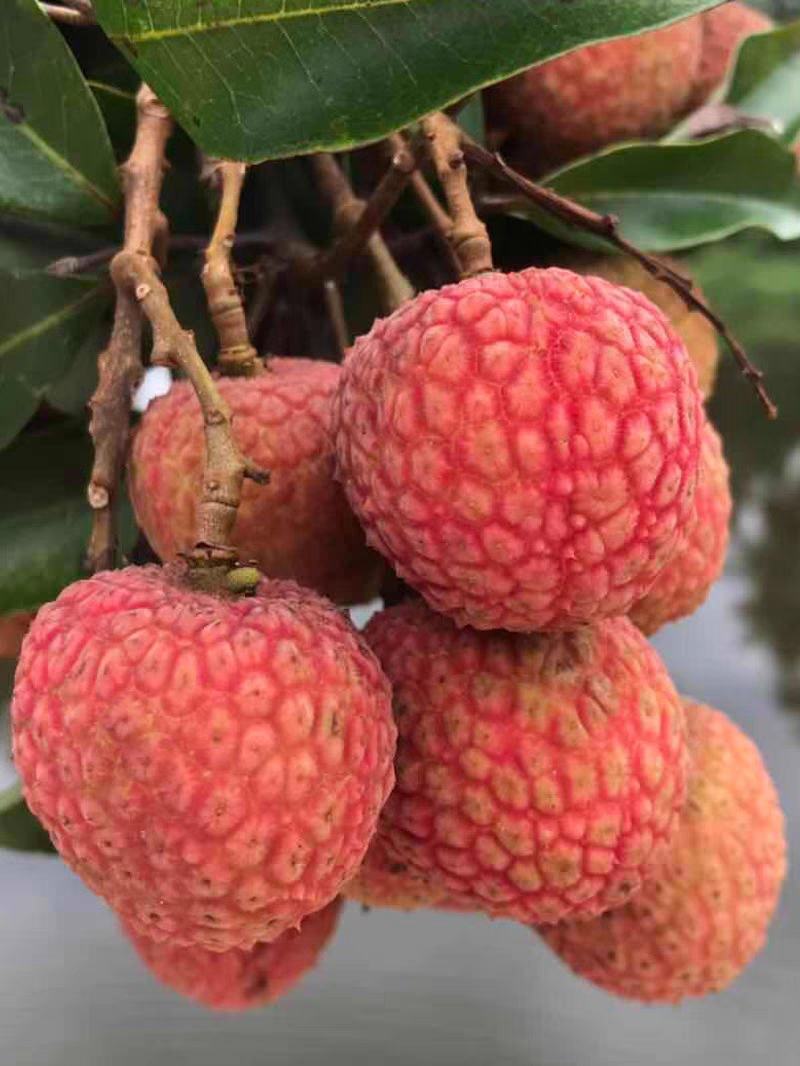 白糖罂