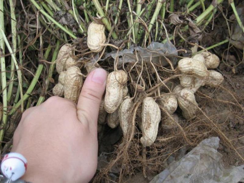 雷力2000有机水溶肥料海藻液肥促进生长提高产量抗病