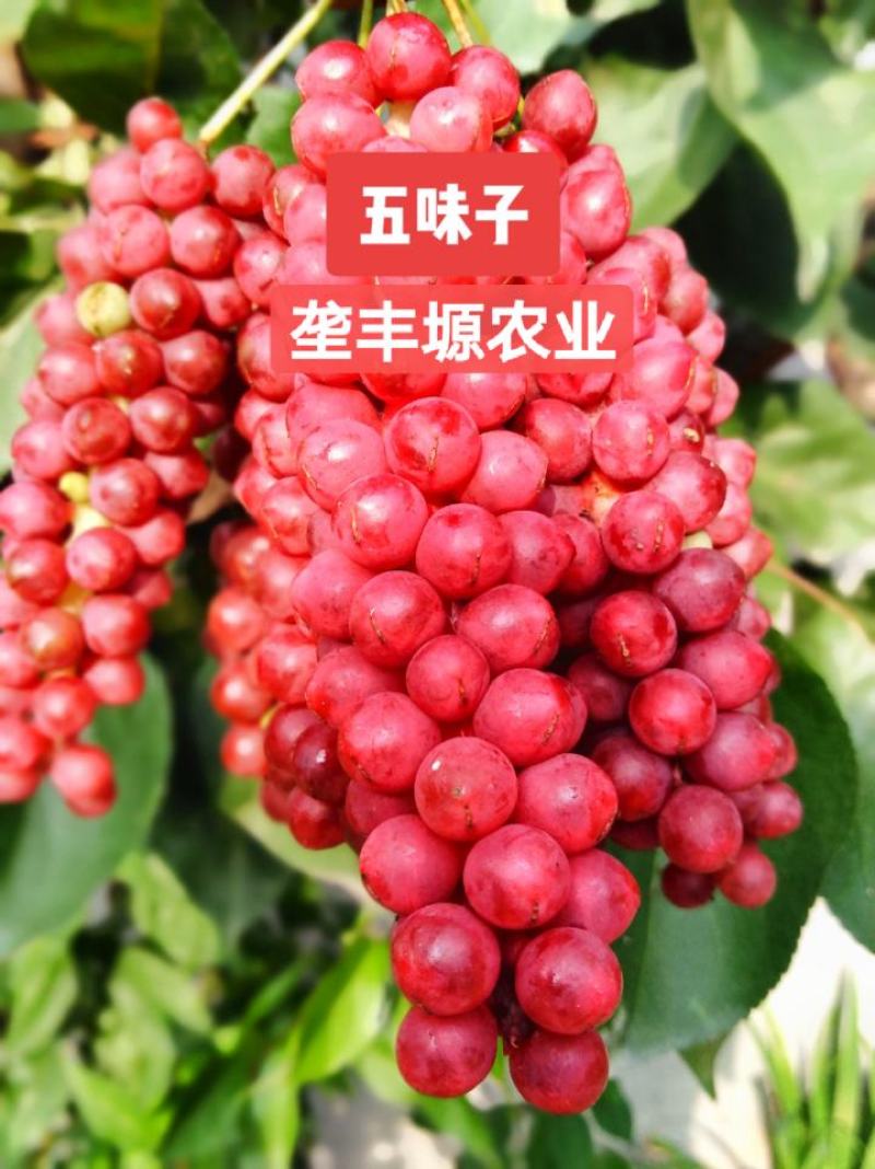 北五味子苗自家种植规格齐全欢迎购买！