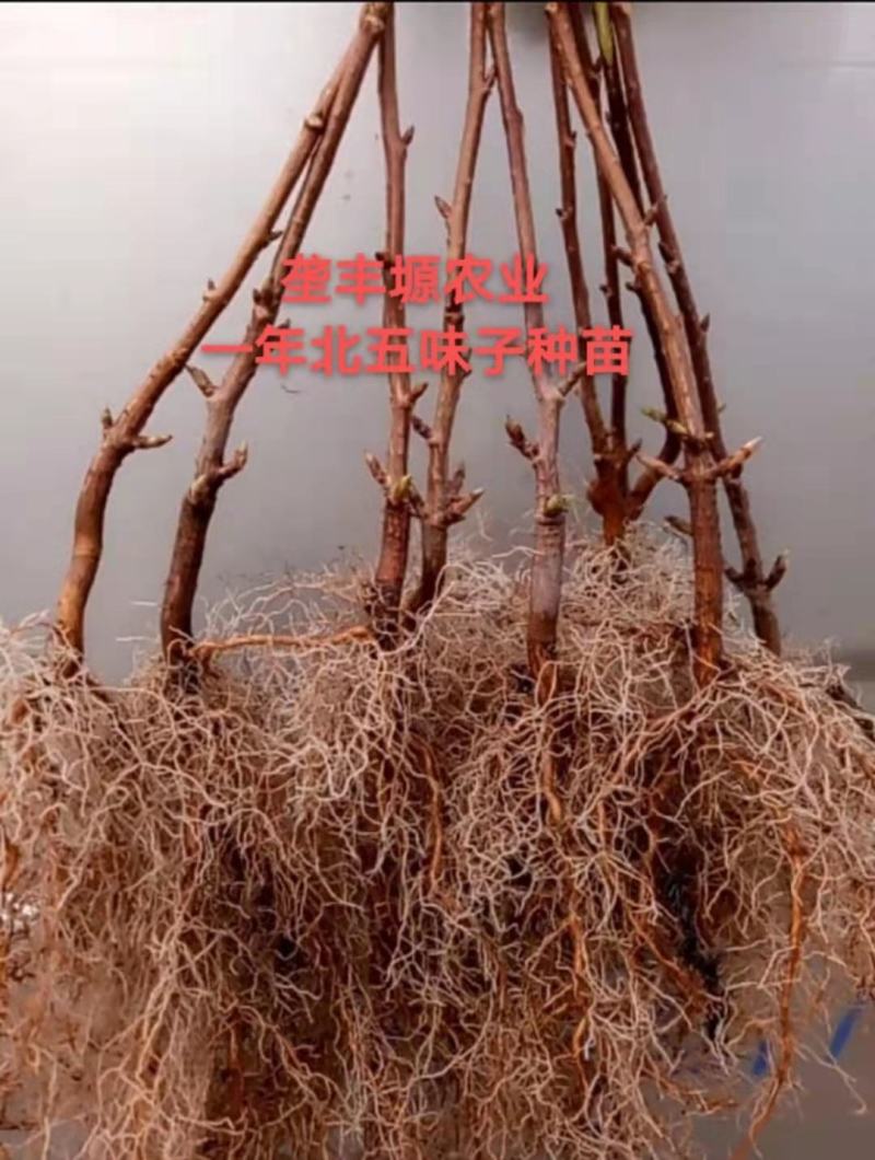 北五味子苗自家种植规格齐全欢迎购买！