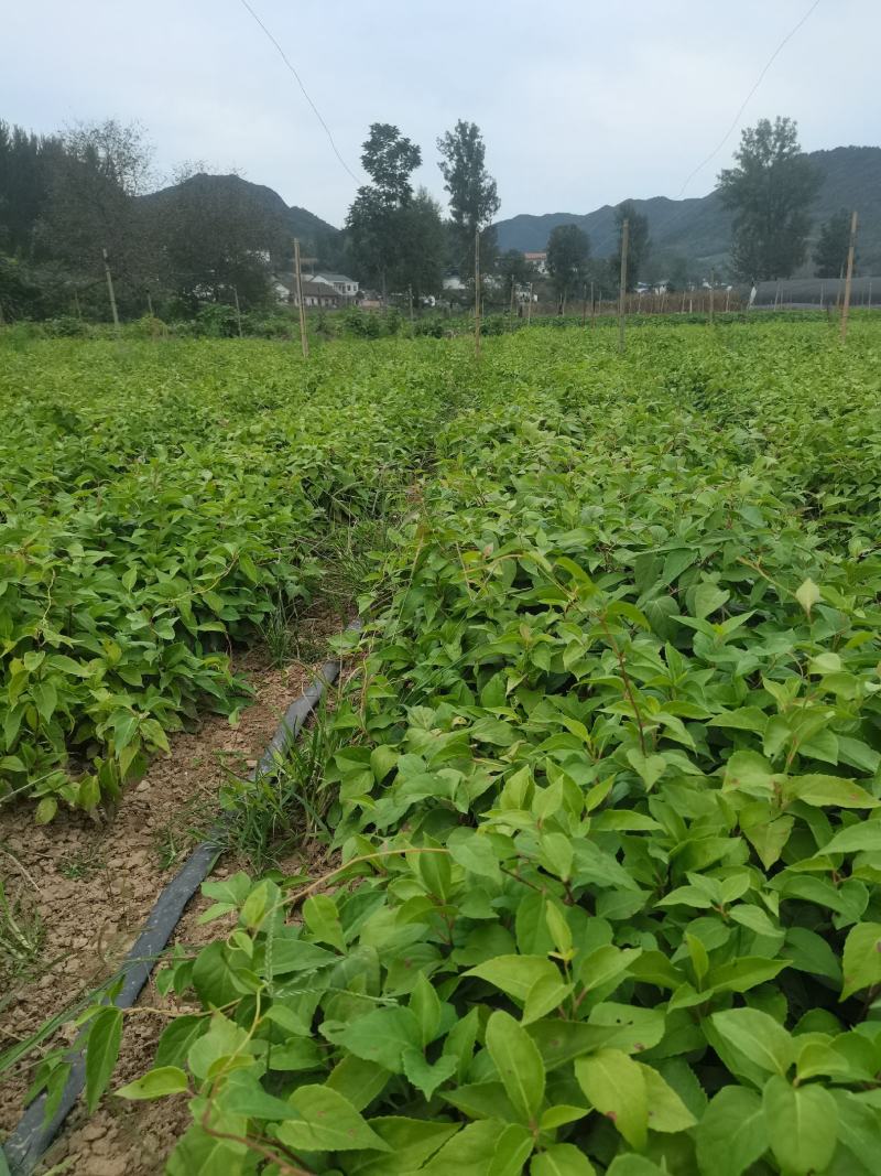 北五味子苗自家种植规格齐全欢迎购买！