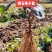 北五味子苗自家种植规格齐全欢迎购买！