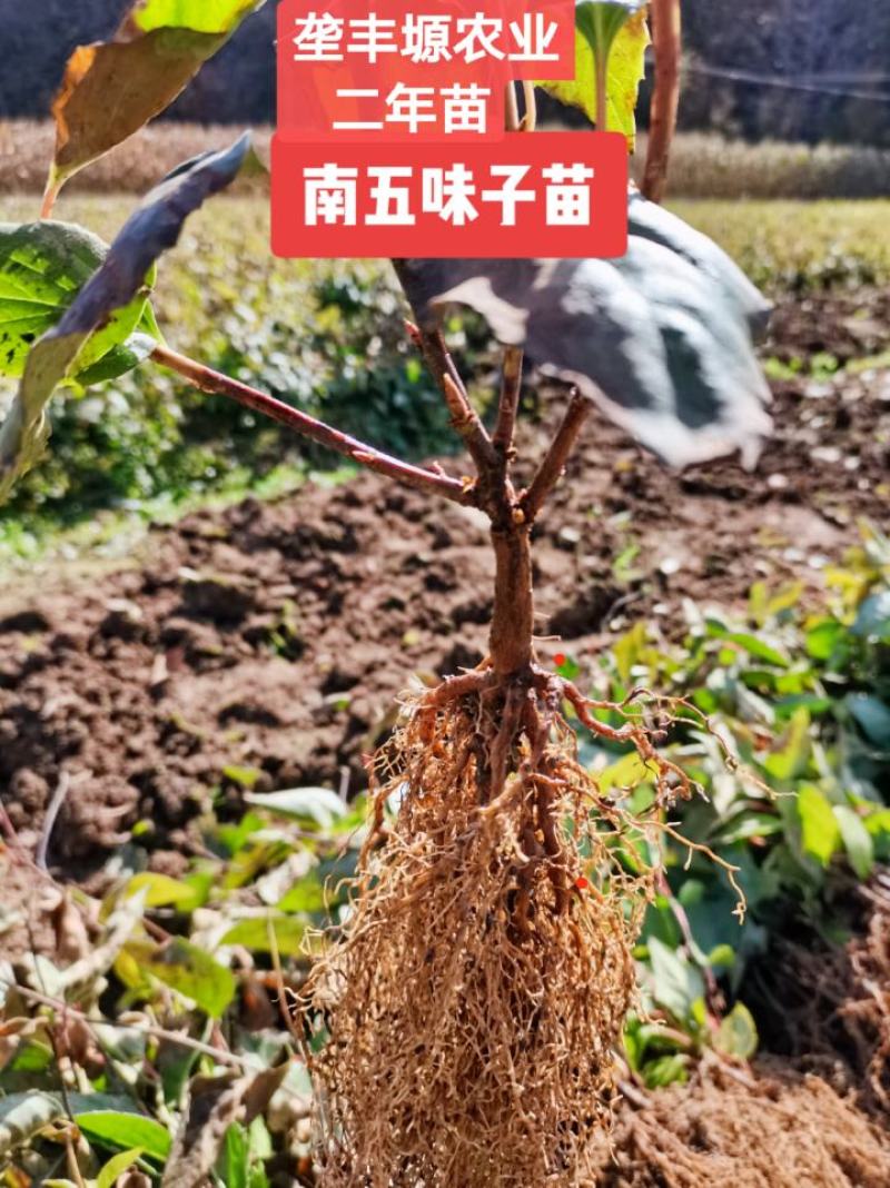 北五味子苗自家种植规格齐全欢迎购买！