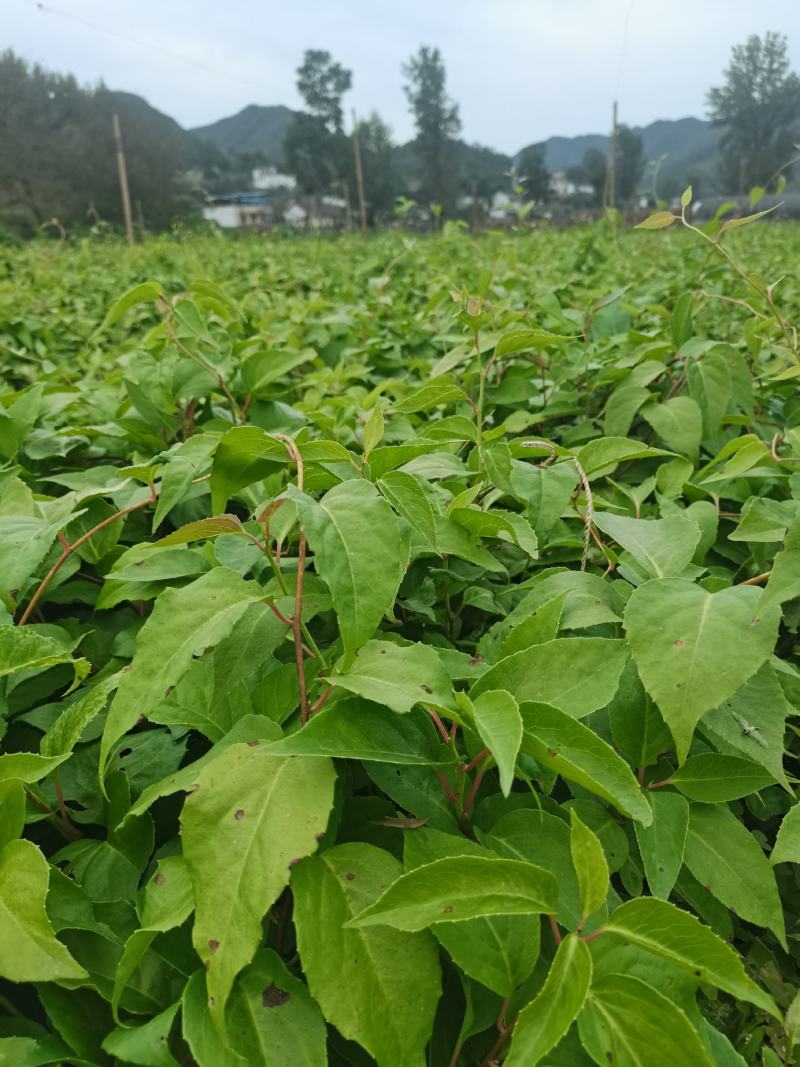 北五味子苗自家种植规格齐全欢迎购买！