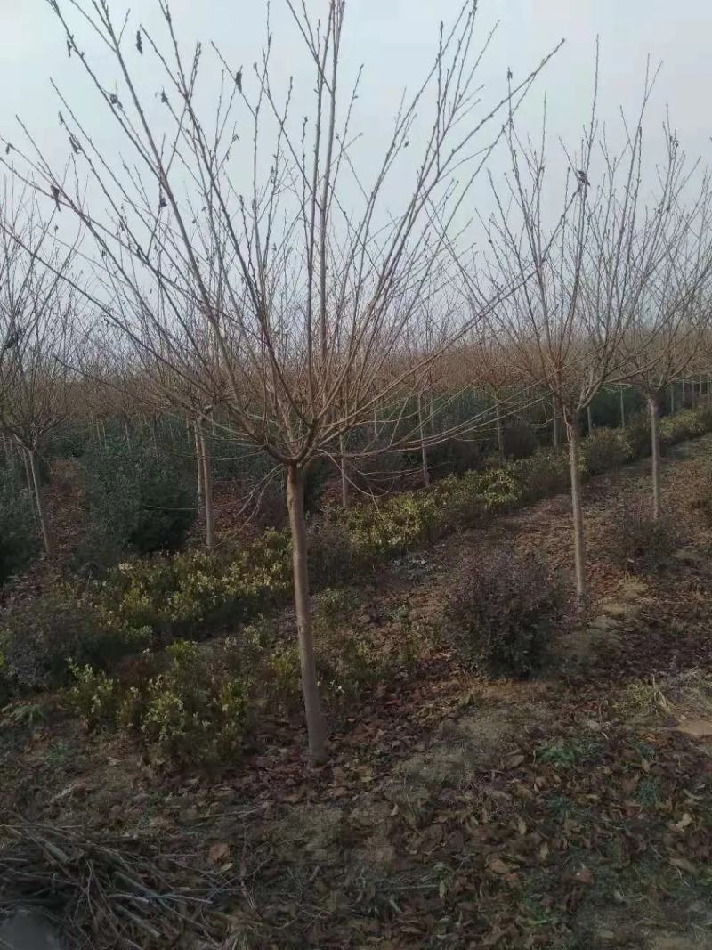 日本大山樱，货量充足，物美价廉，价格质优
