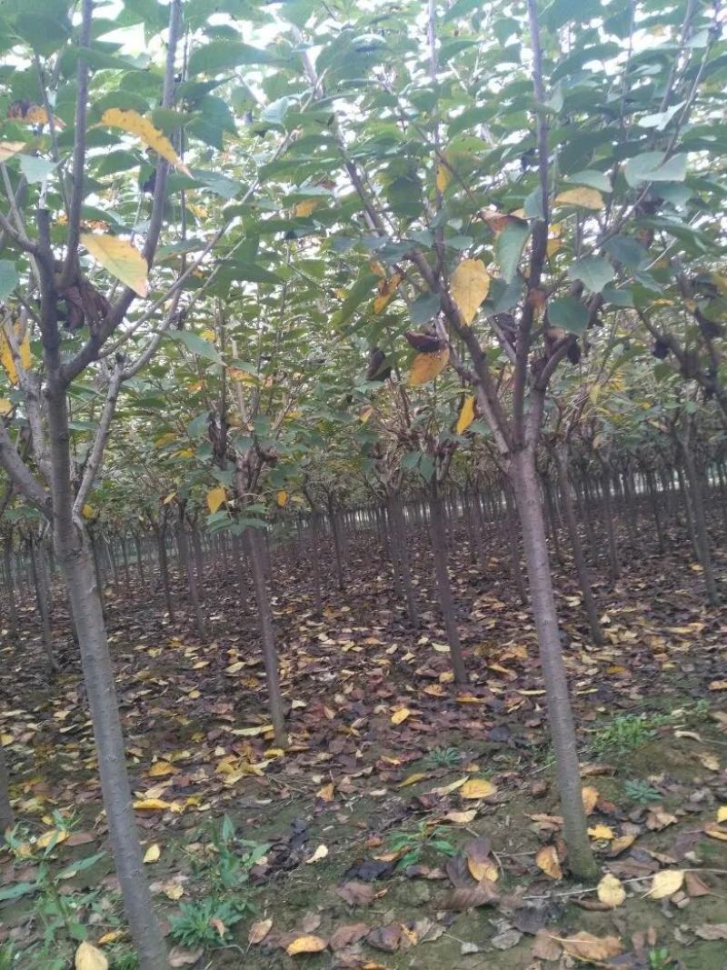 日本大山樱，货量充足，物美价廉，价格质优