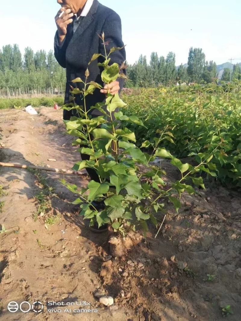 各种苗木