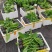 香蕉苗粉蕉苗
