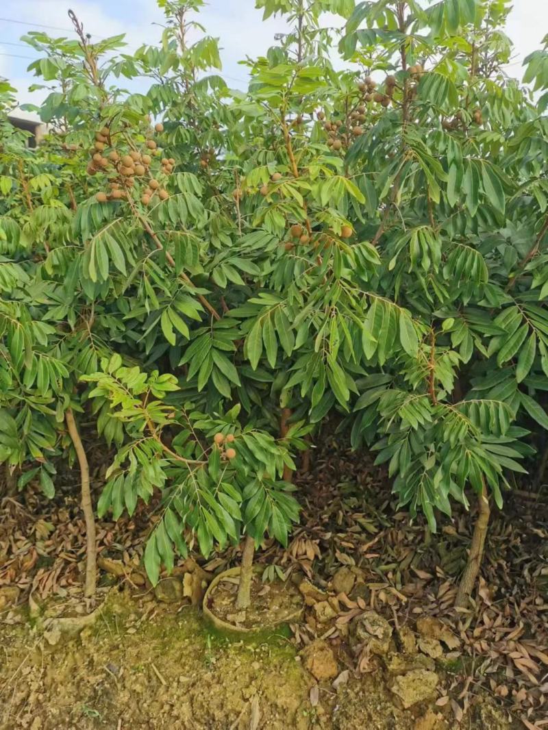 选对好品种，少走弯路
