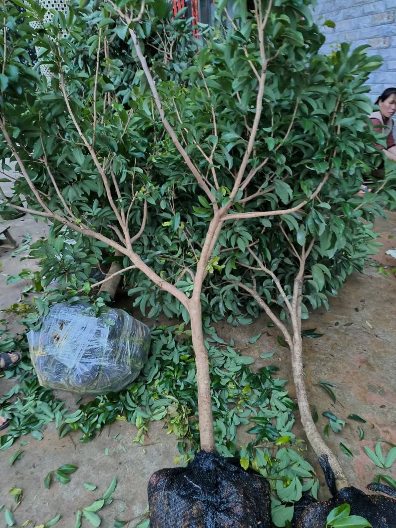 先进奉精品靓树型