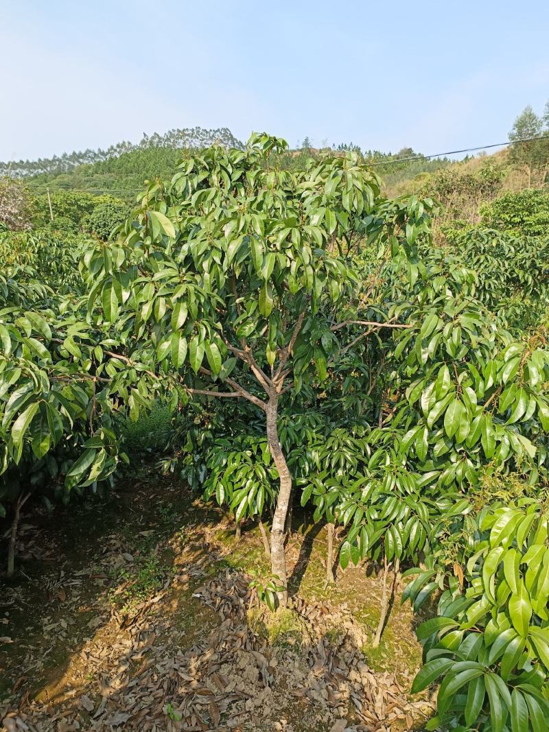 先进奉精品靓树型