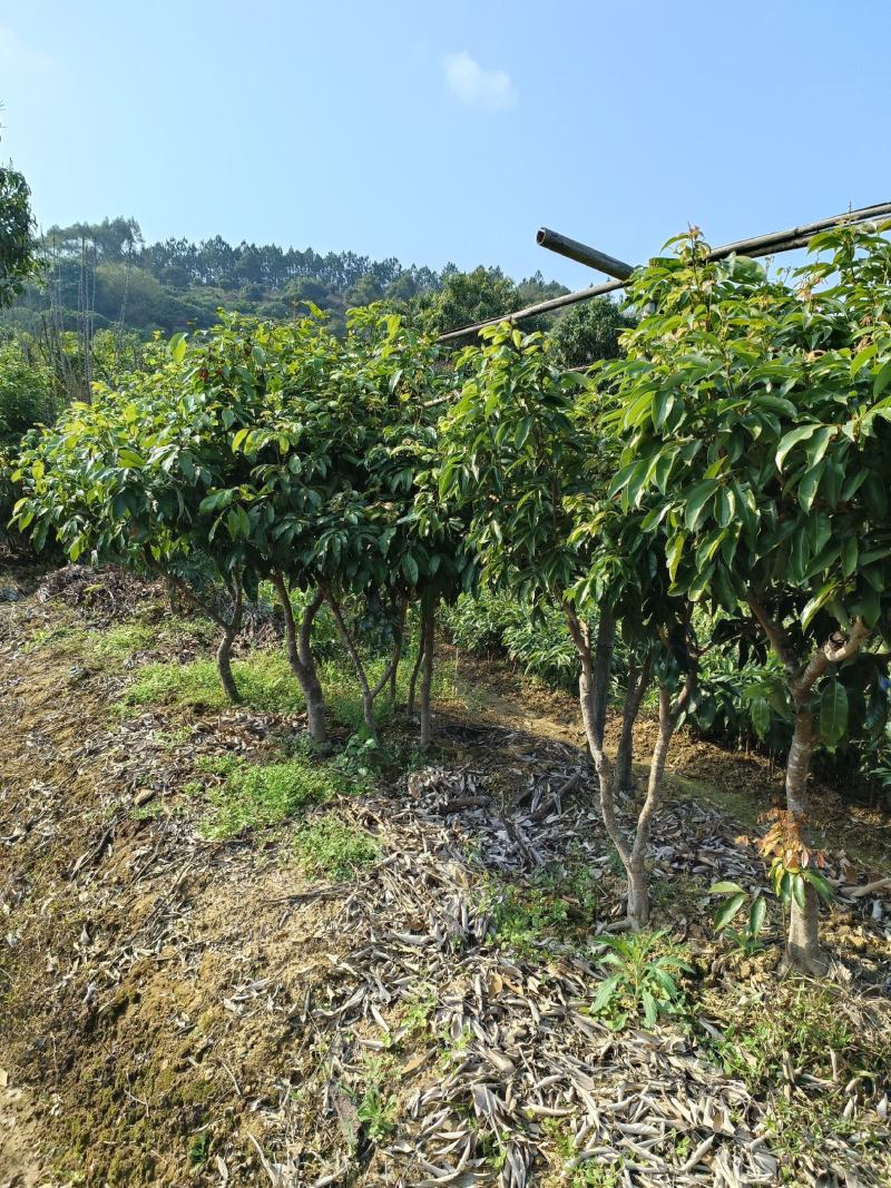 先进奉精品靓树型