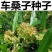灌木护坡种子车桑子树籽边坡树种子耐贫瘠根系发达