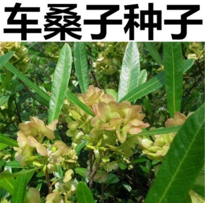 灌木护坡种子车桑子树籽边坡树种子耐贫瘠根系发达