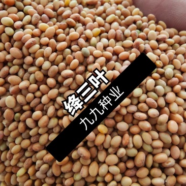 果园绿肥种子地中海三叶草绛三叶果园花卉蜜源
