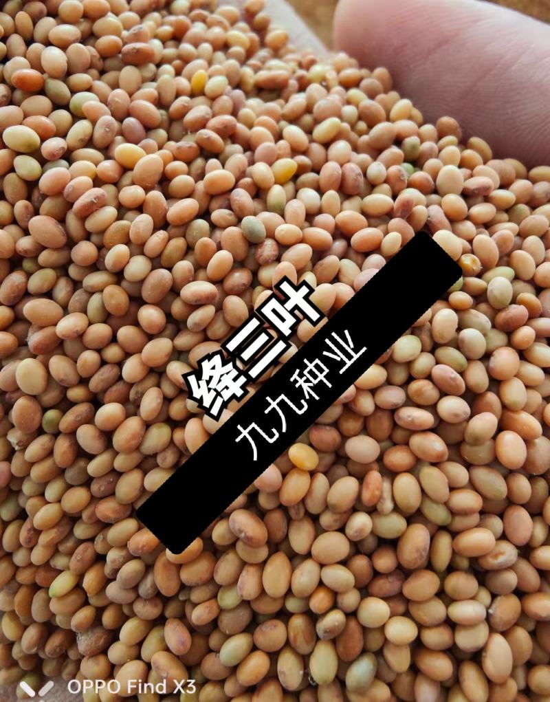 果园绿肥种子地中海三叶草绛三叶果园花卉蜜源