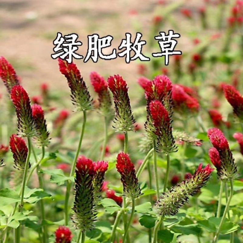 果园绿肥种子地中海三叶草绛三叶果园花卉蜜源