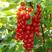 醋栗种子鹅莓树盆栽水果野生浆果种子庭院阳台种植