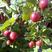 醋栗种子鹅莓树盆栽水果野生浆果种子庭院阳台种植